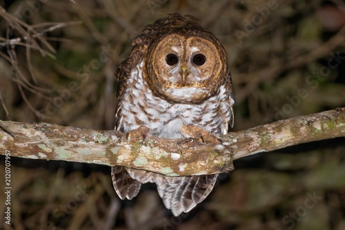 Strix hylophila displaying