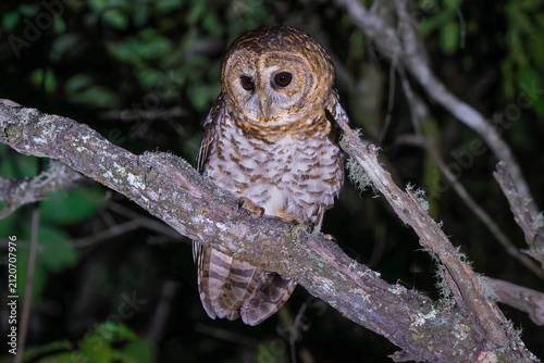 Strix hylophila 