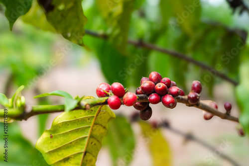 Quadro su tela Fresh Ripe red coffee cherries growing on a branch in an organic farm plantation