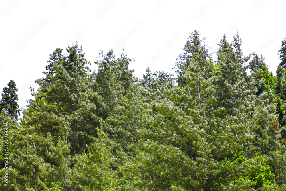 Fototapeta premium Green pine trees in a lush forest setting PNG isolated on transparent background