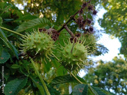 Canvastavla A close-up shot of green prickly horse chestnut (Aesculus hippocastanum) seed pods ripening on a tree branch among dense green leaves