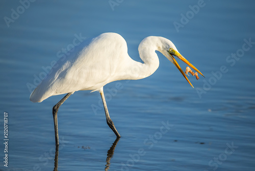 The great egret, also known as the common egret, large egret, great white egret, or great white heron. The scientific name for this bird is Ardea alba.