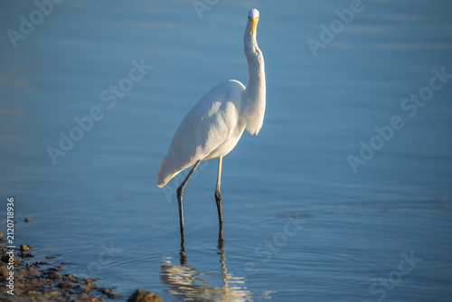 The great egret, also known as the common egret, large egret, great white egret, or great white heron. The scientific name for this bird is Ardea alba.