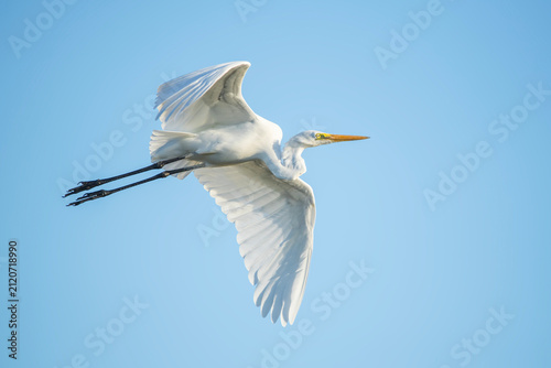 The great egret, also known as the common egret, large egret, great white egret, or great white heron. The scientific name for this bird is Ardea alba.