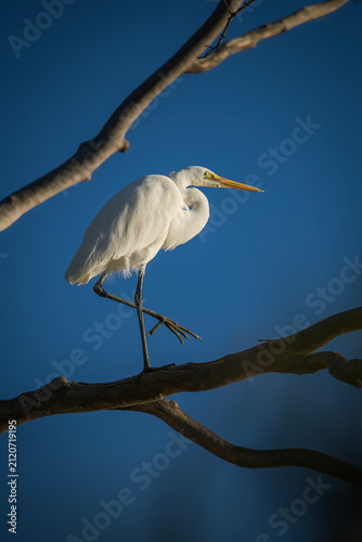 The great egret, also known as the common egret, large egret, great white egret, or great white heron. The scientific name for this bird is Ardea alba.