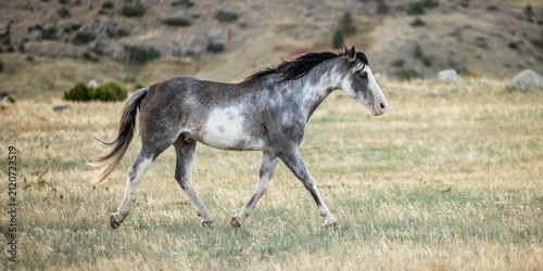 Foto Horse trotting Grey roan grulla sabino overo