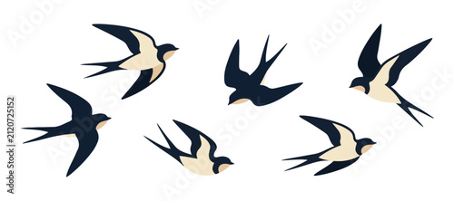 flying swallow bird flat illustration
