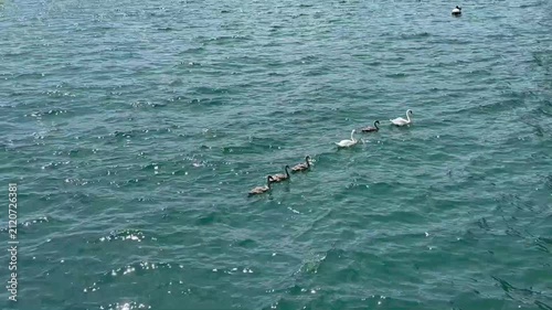 Family of mute swans swimming on blue lake water in sunny day, aerial view