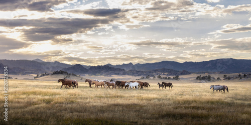 Horse herd remuda on a Wyoming ranch quarter horses