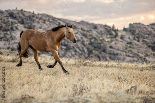 Foto Buckskin Quarter horse Trotting downhill