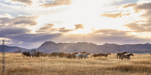 Horse herd remuda on a Wyoming ranch quarter horses