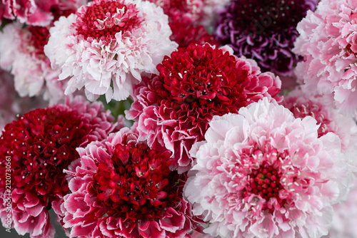 Bouquet of Scabiosa Scoop Flowers in Shades of Pink