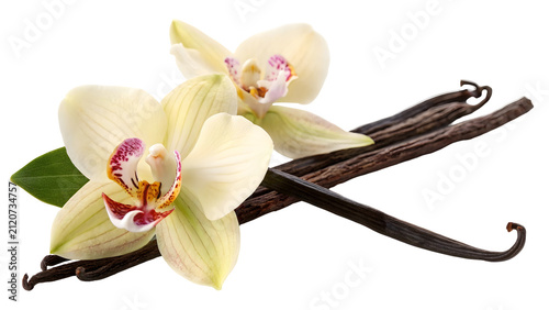 Vanilla orchid flowers with vibrant petals rest alongside dried aromatic vanilla beans, highlighting the natural ingredients used in culinary arts, baking, and the production of gourmet fragrances.