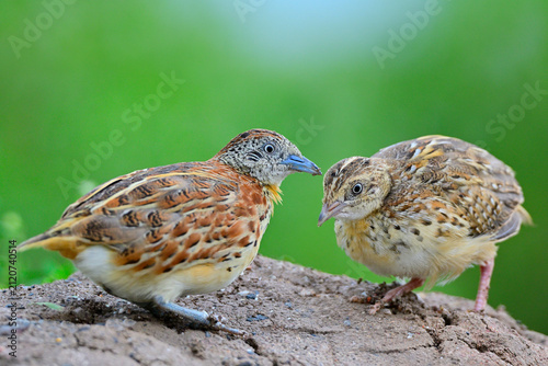 mother and her chick of common buttonquail, turnix sylvaticus on tope of hill while foraging in early morning