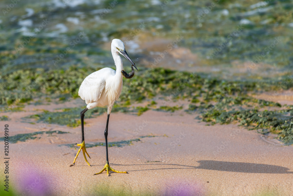 Fototapeta premium Egret hunting with a small fish in its beak along a sandy beach shoreline