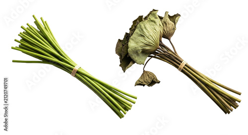 Fresh Green Onions with Bright Stems and Leaves.