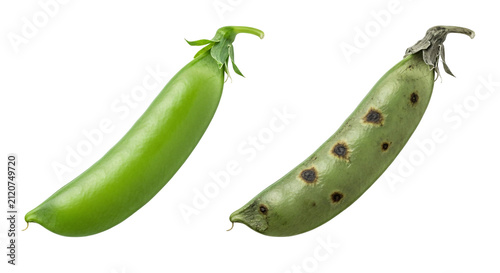 Fresh Green Pea Pods Close Up Duo.