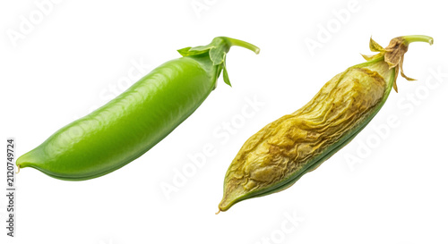 Fresh Green Pea Pods Close Up Still Life.