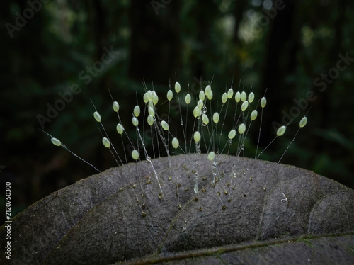 Lacewing eggs on silk stalks, delicately perched on leaf in lush forest