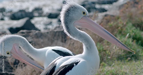 Close up of two Australian pelicans preening together on the shoreline