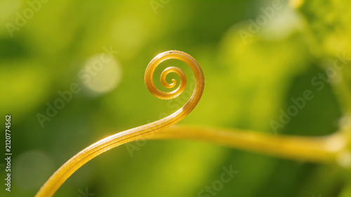 Curled plant tendril in sunlight