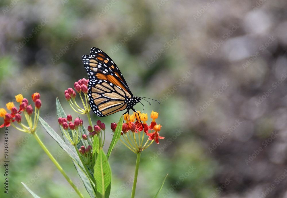 Obraz premium Monarch Butterfly on Tropical Milkweed