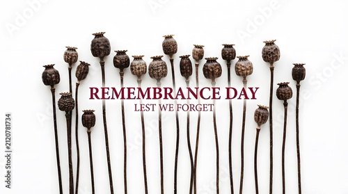 Remembrance day concept with dried poppy seed heads arranged in a row on a white background