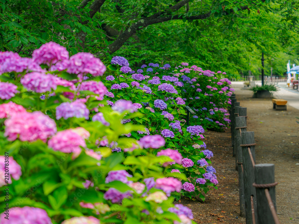 Fototapeta premium 木陰に佇むカラフルなお花。公園の散歩道。並んだ柵。遠近感・奥行き感のある景色。梅雨から初夏の公園や花壇を彩るアジサイ。