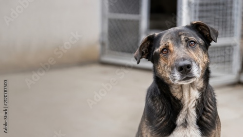 sad-looking dog with dark fur and white markings sits indoors near metal cage doors, suggesting a shelter or kennel environment.
