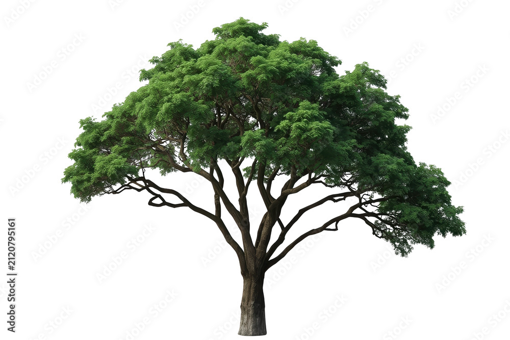 Obraz premium Tall leafy tree with rounded green crown