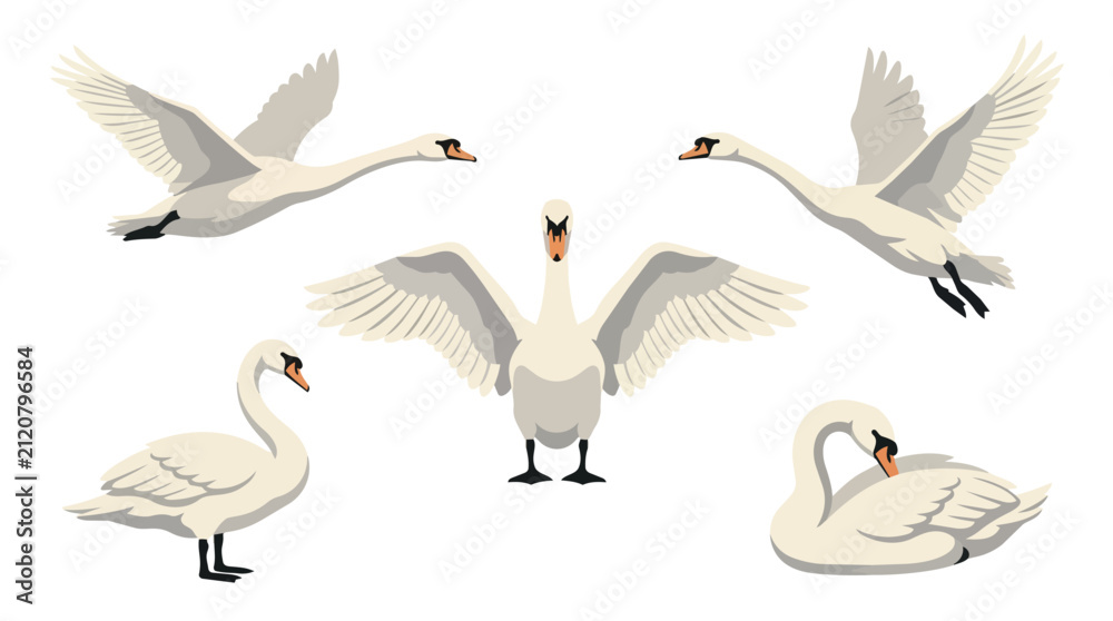 Obraz premium White swan birds and wildlife in nature for animal illustration, graphic design and educational poster. Mute swan, waterfowl and feather with wings, flight and swimming for outdoor publications.