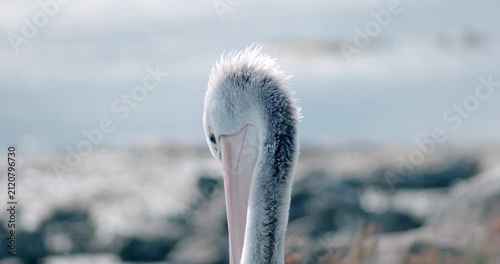Close up of Australian pelican preening in warm backlit sunlight