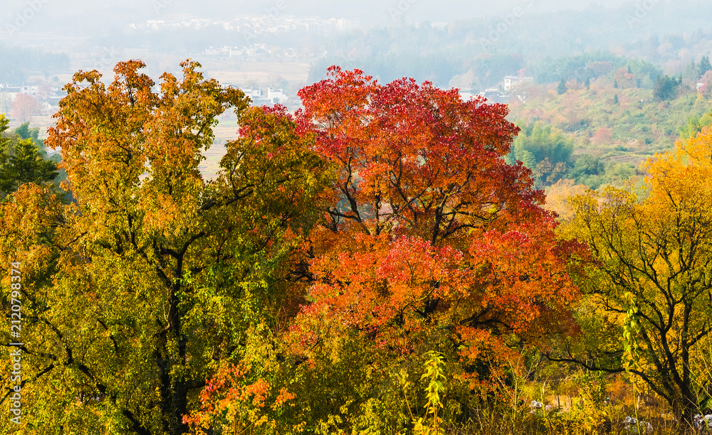 Fototapeta premium Autumn Colors of Hongcun and Tachuan Villages near Huangshan, Anhui, China
