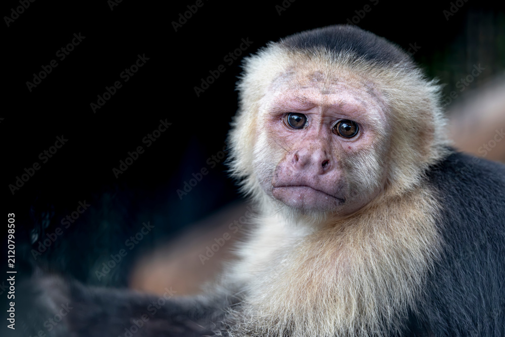 Obraz premium A Panamanian white-faced capuchin Cebus imitator watches attentively, displaying its distinctive pale face and dark fur.
