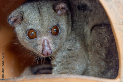 Canvas Print A Sulawesi Dwarf Cuscus (Strigocuscus celebensis) hides inside a clay pot, peeking out with a curious expression