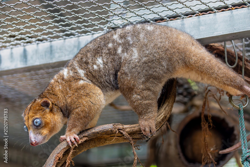 Konstfotografi A Blue-eyed Cuscus (Phalanger matabiru) perched on a branch, showing its pale fur and distinctive bright blue eyes