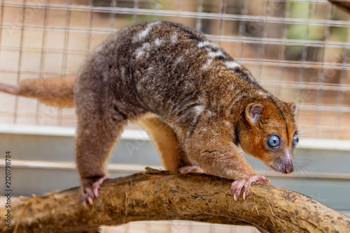 Canvastavla A Blue-eyed Cuscus (Phalanger matabiru) perched on a branch, showing its pale fur and distinctive bright blue eyes