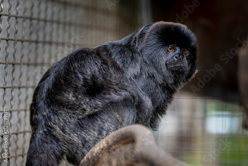 Photography A Goeldi’s Monkey (Callimico goeldii) perched on a branch, showing its dark fur, small size, and alert expression