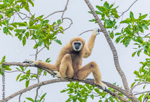 Photography The white-handed gibbon (Hylobates lar) is a small arboreal primate from Southeast Asia, known for its long arms, white-marked hands, and agile brachiation
