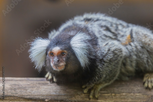 Bild auf Leinwand The common marmoset (Callithrix jacchus) is a New World monkey