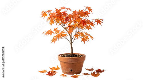 Japanese maple bonsai tree with vibrant orange autumn leaves, potted acer palmatum in terracotta clay pot, seasonal fall foliage plant for home decor isolated PNG with Transparent Background