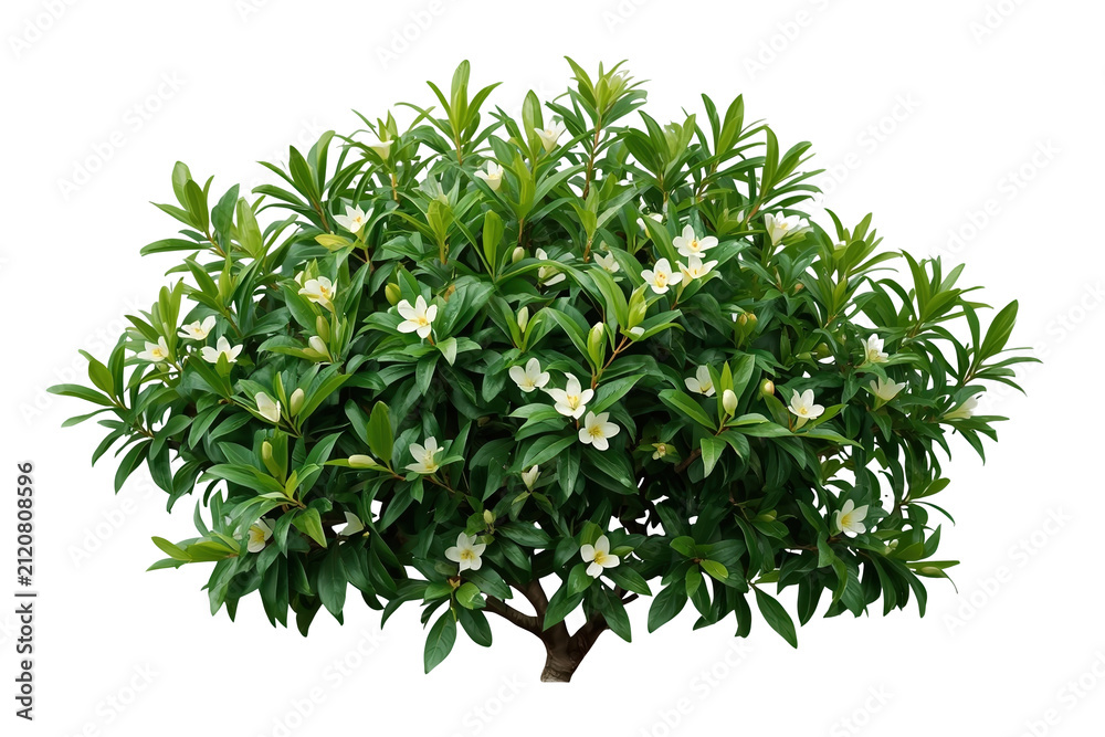 Fototapeta premium Rounded ornamental flowering shrub isolated on transparent background