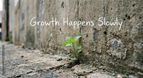 Small Green Plant Grows Through Crack in Concrete Wall