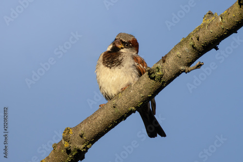 Fluffed up sparrow high on a branch. House Sparrow (Passer domesticus), a male, sits and looks out on a clear blue sky. A cosmopolitan introduced species in most of North America