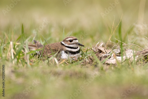 Female Killdeer (Charadrius vociferus) incubates her clutch of delicate eggs. Shorebirds commonly build nests called scrapes to protect their offspring in rocks, sand, or dirt
