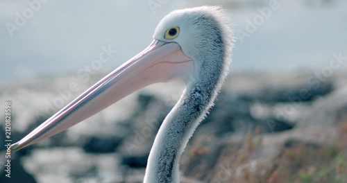 Close up portrait of Australian pelican looking at camera and blinking
