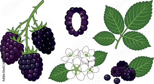 Fotografía Botanical blackberry vector element set with ripe dark purple berries half cut f
