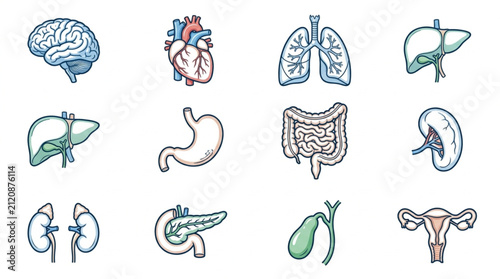 Foto Colorful hand drawn human organ illustrations set.