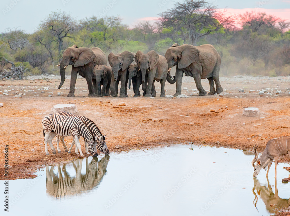 Fototapeta premium Zebras drinking water at a lake Group of elephant in the background - Kudu Antelopes Drinking Water - Etosha National Park, Namibia