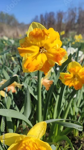 White yellow orange blooming daffodils flowers growing in ground on background of green leaves, grass, flowers, blue sky on sunny spring day. Flowers petals inflorescence. Bulbous perennial Vertical